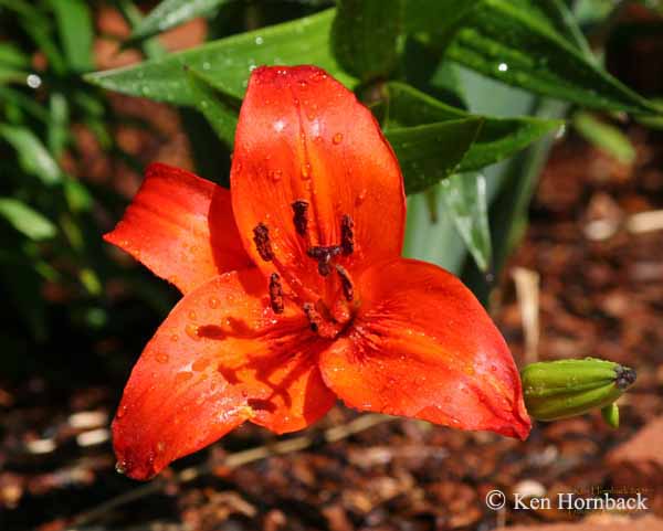 002flower6-28-05-1.jpg